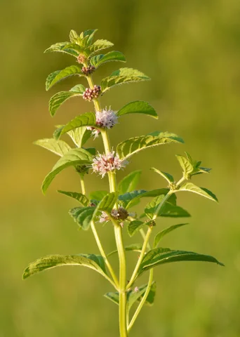 Leafy flowering stem of Mentha arvensis.