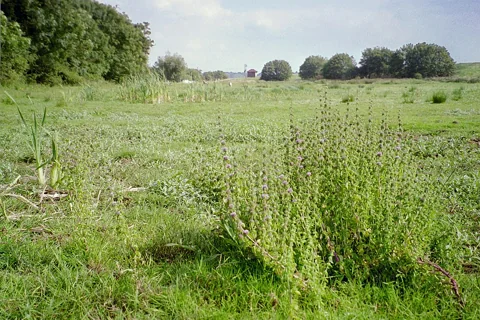 Large branched plant of Mentha pulegium in grassland.