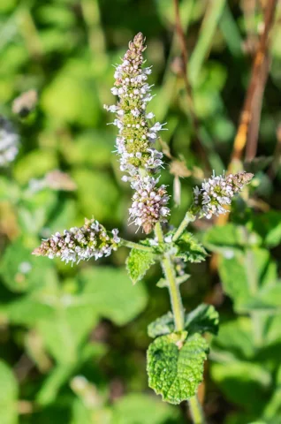 Mentha suaveolens in flower.