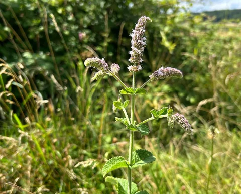 Flowering stems and foliage of Mentha x rotundifolia.