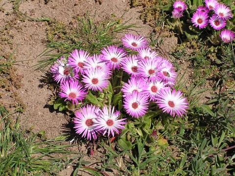 Flowering mat of Mesembryanthemum criniflorum, named Dorotheanthus bellidiformis in the retained source.