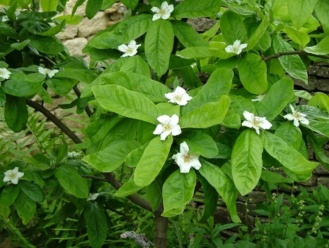 Flowers of Crataegus germanica.