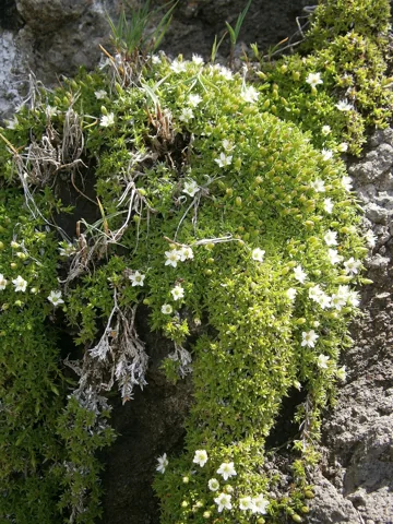Low flowering growth of Minuartia biflora among rocks.