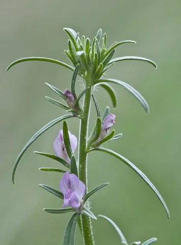 Pink flowers and narrow leaves on a stem of Misopates orontium.