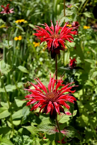 Monarda didyma in flower.