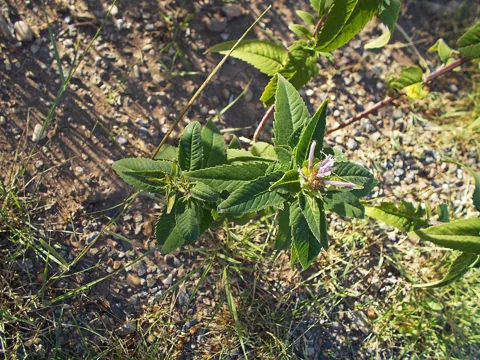 Leaves of Monarda fistulosa.