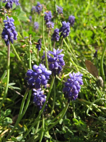 Blue flower spikes and narrow leaves of Muscari botryoides.