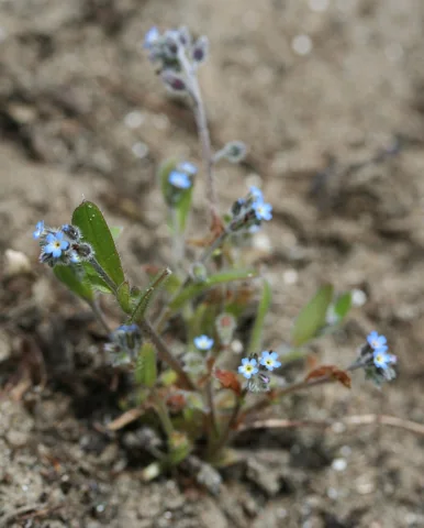 Small flowering plant of Myosotis ramosissima.