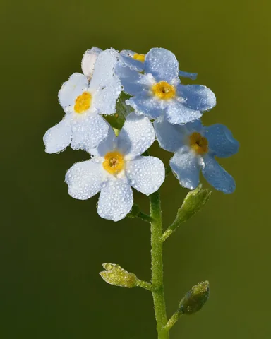 Blue flowers of Myosotis scorpioides covered with dew.