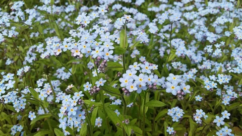 A flowering clump of Myosotis sylvatica.