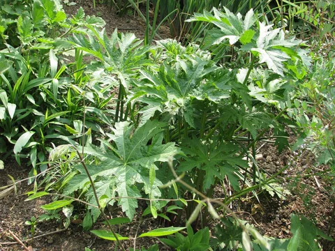 Lobed foliage of Napaea dioica.