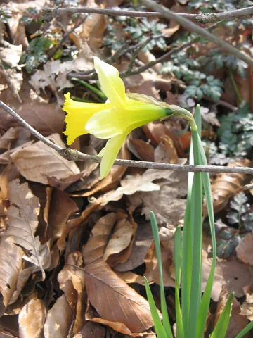 Side view of a yellow flower of Narcissus pseudonarcissus ssp. pseudonarcissus.