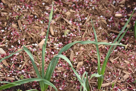 Twisting strap-shaped leaves of Nectaroscordum siculum.