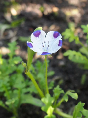 Flowering stem and lobed leaves of Nemophila maculata.
