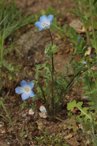 Pale blue flowers and leafy growth of Nemophila menziesii.