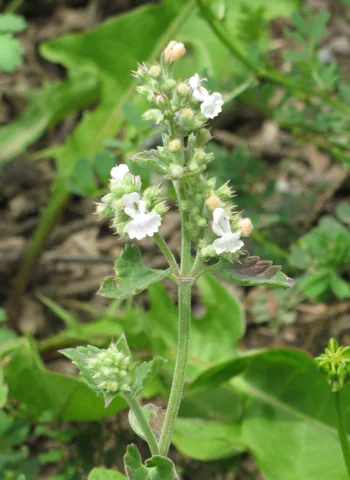 Nepeta cataria in flower.