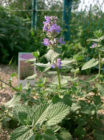 Flowering stem and textured leaves of Nepeta faassenii.