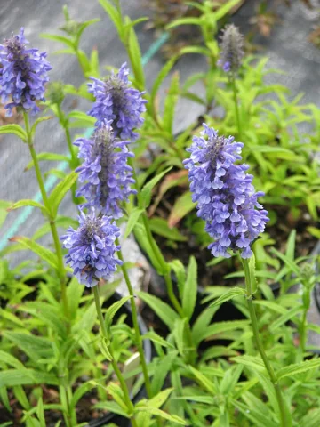 Blue flower spikes and green foliage of Nepeta nervosa.