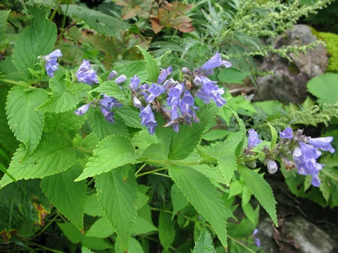 Pale purple flowers and broad leaves of Nepeta subsessilis.