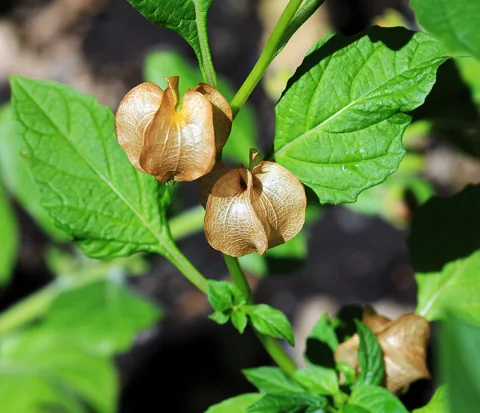 Papery fruiting calyces and foliage of Nicandra physalodes.