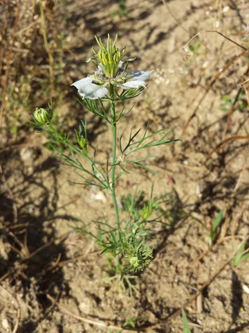 Whole flowering plant of Nigella arvensis.