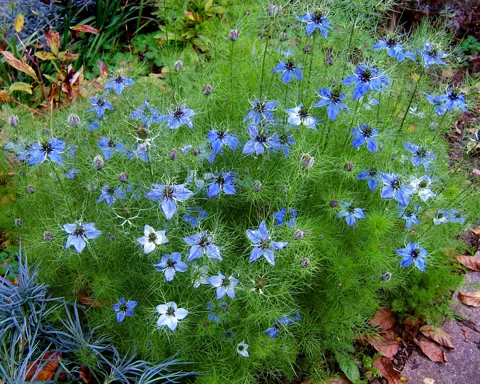 Flowering stand of Nigella damascena with finely divided foliage.