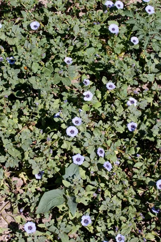 Spreading flowering growth of Nolana humifusa.