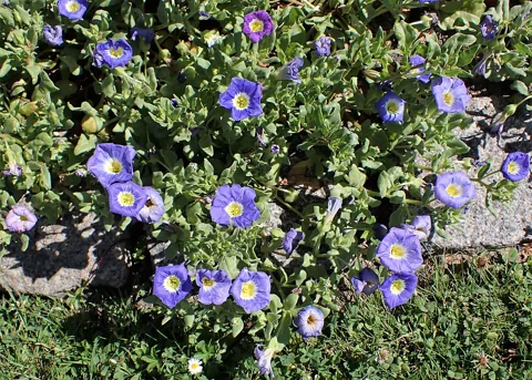 Flowering mat of Nolana paradoxa.