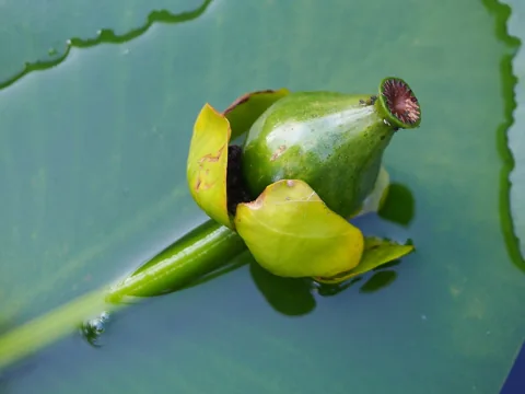 Developing fruit of Nuphar lutea at the water surface.