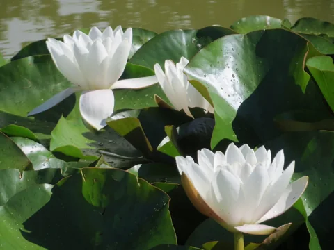 White flowers and floating leaves of Nymphaea alba.
