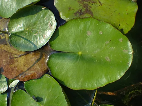 Floating leaves of Nymphoides peltata.