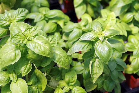 Leafy growth of Ocimum basilicum.