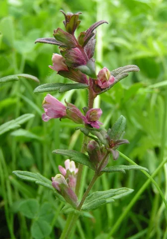 Flowering stem of Odontites vernus.