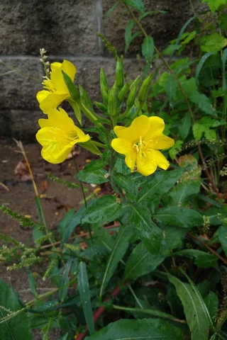 Flowers of Oenothera biennis.