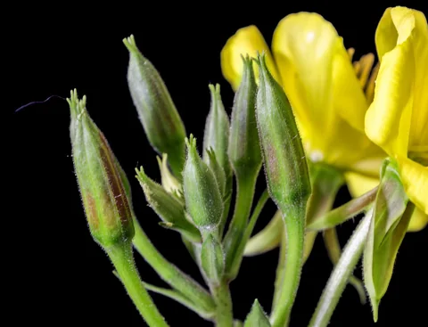 Flower buds of Oenothera erythrosepala, named Oenothera glazioviana in the source.