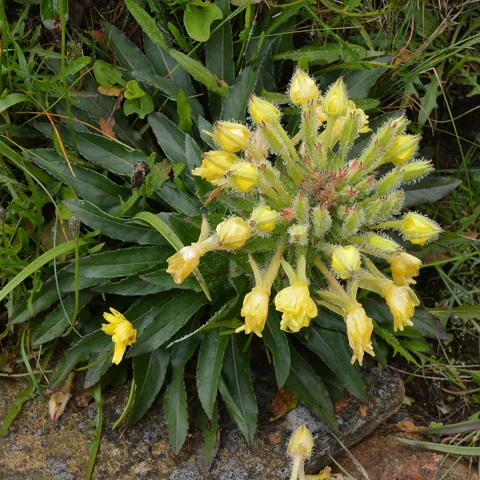 Leaves and flower buds of Oenothera parviflora growing in coastal habitat.