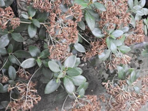 Grey-green leaves and spent flower clusters of Olearia x haastii.