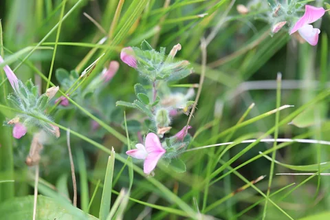 Pink flowers and hairy stems of Ononis repens ssp. repens.