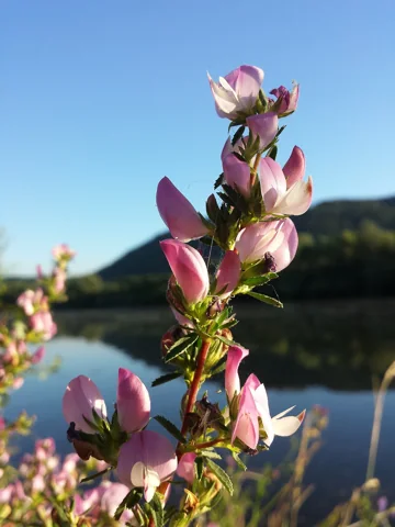 Pink flowers of Ononis repens ssp. spinosa, identified as Ononis spinosa subsp. spinosa in the retained source.