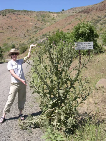 Tall branched plant of Onopordum acanthium, with a person for scale.