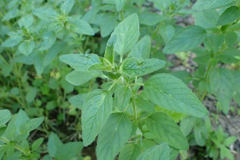 Green foliage of Origanum laevigatum.