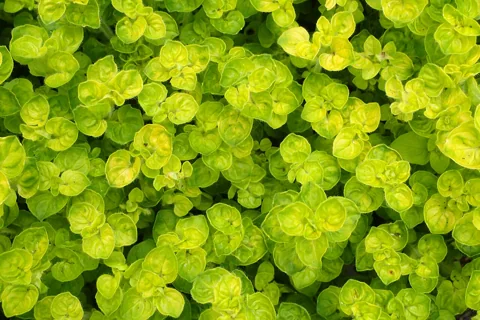 Golden foliage of Origanum onites 'Aurea'.