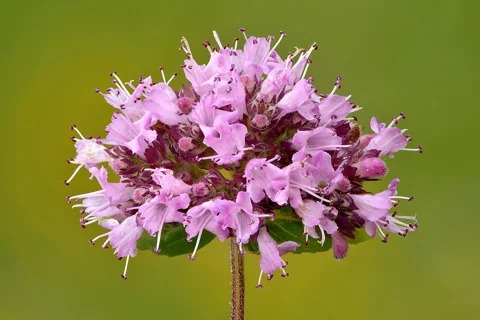 Flowers of Origanum vulgare.