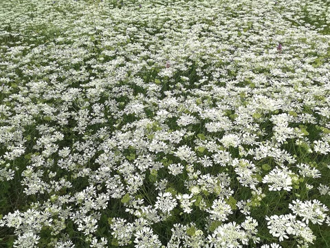 A meadow of flowering Orlaya grandiflora.