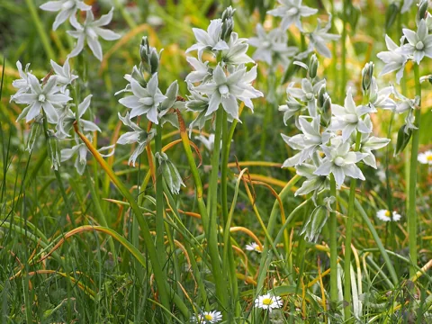 A group of flowering Ornithogalum nutans plants with narrow leaves.
