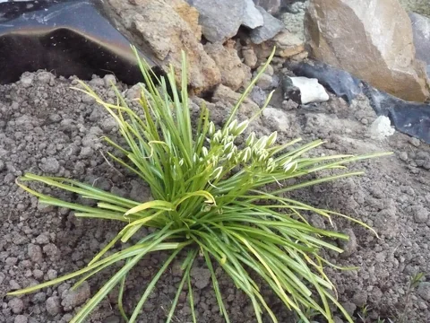 Narrow leaves and developing flowers of Ornithogalum umbellatum.