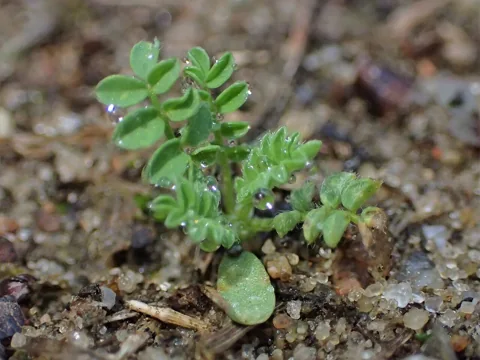 Young seedling of Ornithopus perpusillus on sandy soil.