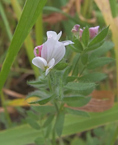 Pink flowers and divided leaves of Ornithopus sativus.