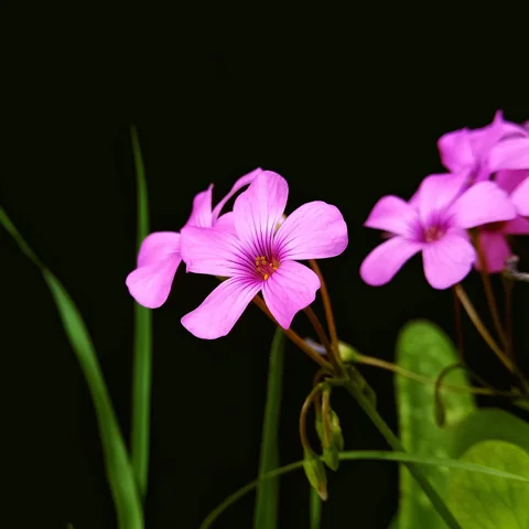 Pink flowers and foliage of Oxalis articulata.