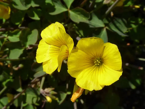 Yellow flowers of Oxalis valdiviensis.